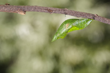 Chrysalis of great mormon