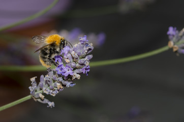 Bij op lavendel