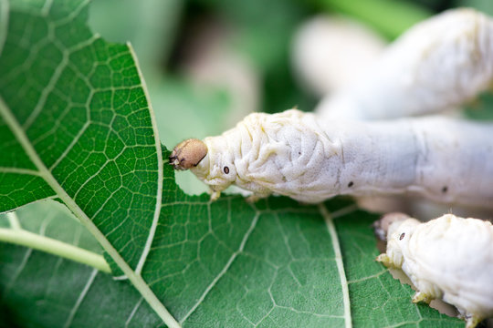 Sericulture Images – Browse 6,265 Stock Photos, Vectors, and Video | Adobe  Stock