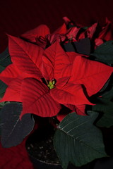 Red poinsettia flower