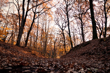 Fototapeta na wymiar Il bosco in autunno
