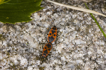 mating of firebugs (Pyrrhocoris apterus)