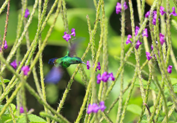 Hovering Steely-Vented Hummingbird