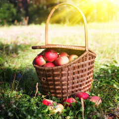 Full basket of apples on the grass.