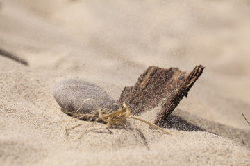 Skarby plaży