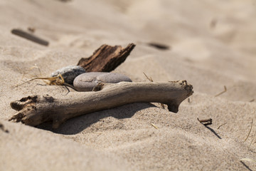 Skarby plaży © Rafal Kucharek