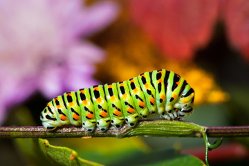 Swallowtail caterpillar