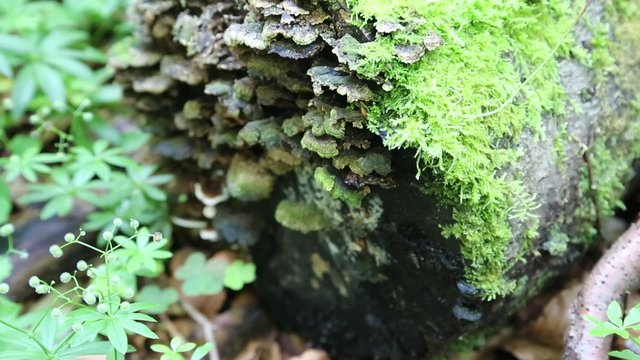 Green moss and the sound of water from small brook in forest