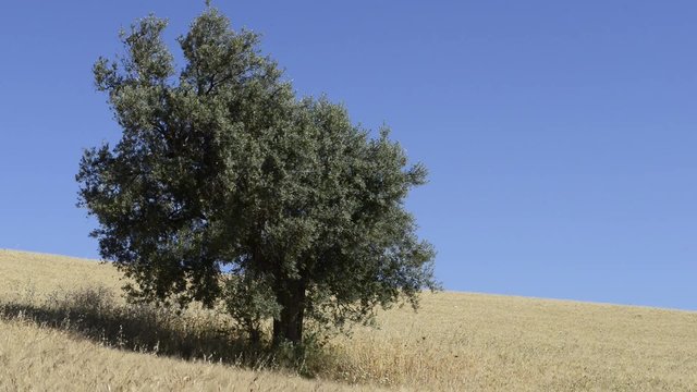 Ulivo in mezzo al grano