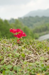 Bougainvillea flowers