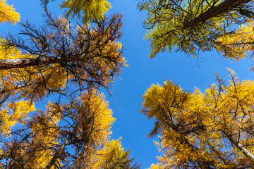 In the forest of golden larch in Engadin