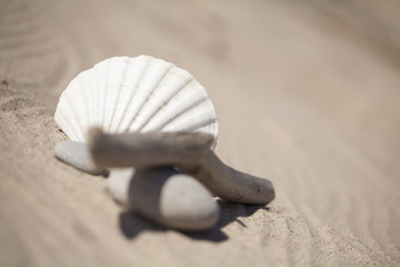 Skarby morza © Rafal Kucharek