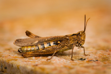 Grasshopper fine macro