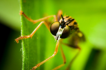 Fly professional macro