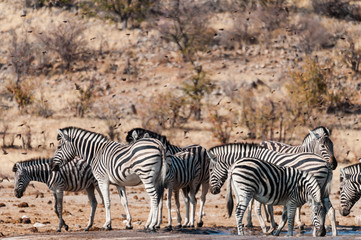 Obraz na płótnie Canvas Zebras und Vögel am Wasserloch; Etosha; Namibia