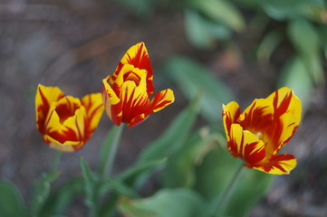 Tulipany