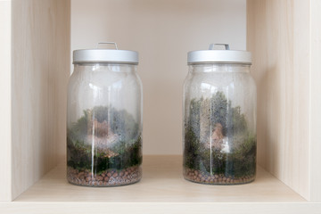 Terrarium in glass container