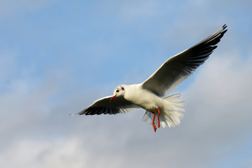Black-headed Gull, Chroicocephalus ridibundus
