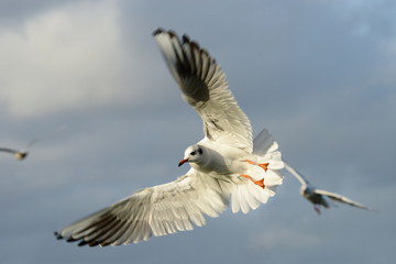Black-headed Gull, Chroicocephalus ridibundus