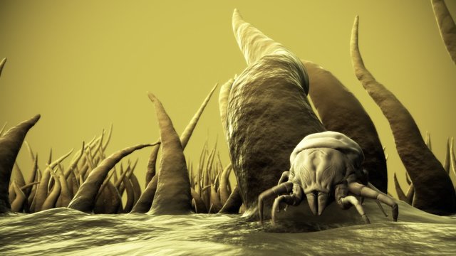 Small bugs living in a dust. It feeds on skin flakes from animals and human.