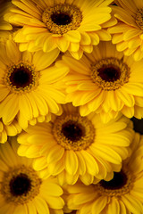 Obraz premium Yellow Gerbera. Yellow gerbera on display of Amsterdam flower market.