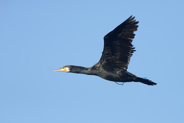 Cormorant, Phalacrocorax carbo