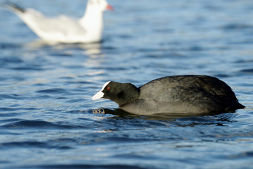 Eurasian Coot, Coot, Fulica atra
