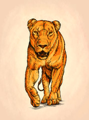 brush painting ink draw isolated lion illustration