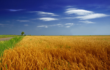 Wheat field against a blue sky