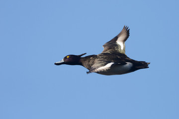 Tufted Duck, Aythya fuligula
