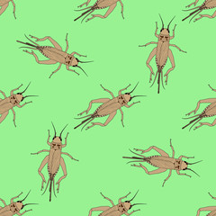 Seamless pattern with cricket or grig. Gryllus campestris.    hand-drawn cricket. grig. . Vector