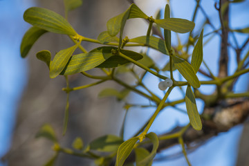 mistletoe plant on a tree