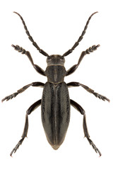 Longhorn beetle Dorcadion (Carinatodorcadion) carinatum male isolated on white background, dorsal view.