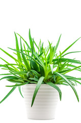 Aloe Vera im Blumentopf
