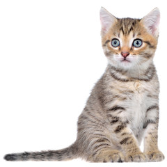 Shorthair brindled kitten