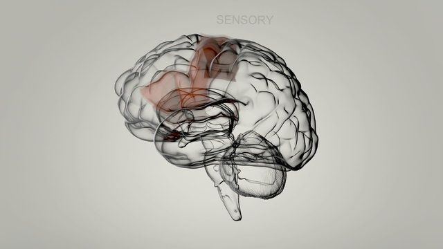 Medical animation of the brain structures and their functions. Loopable. HD