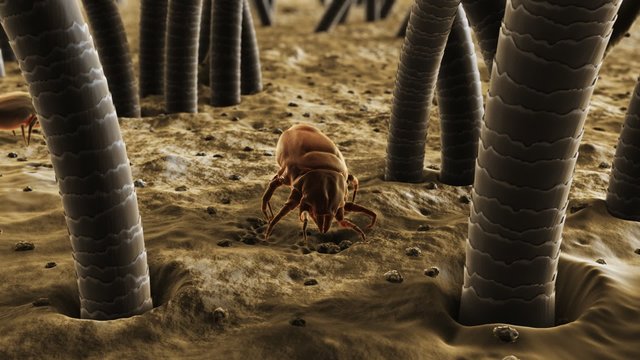 Small bugs living in a dust. It feeds on skin flakes from animals and human.