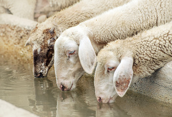 Pecore all'abbeveratoio