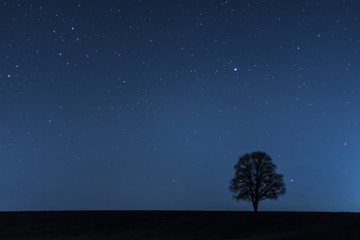 minimalistisches Bild einer einzelnen freistehenden Baum Silhouettevor einem sternklaren Nachthimmel mit Textfreiraum links