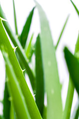 Aloe Vera im Blumentopf