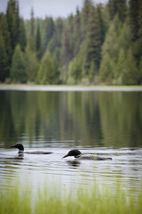 Loon on Remote and Reflective Mountain Lake