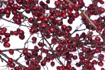 Red hawthorn berries with leafless branches