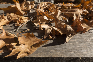 Fall leaves on rustic wooden background. Background image