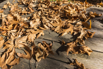 Fall leaves on rustic wooden background. Background image