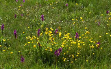 Flores Silvestres en Prado Primaveral - Flores Silvestres amarillas y purpuras entre hierba en  Pradera de Primavera 