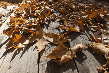 Fall leaves on rustic wooden background. Background image