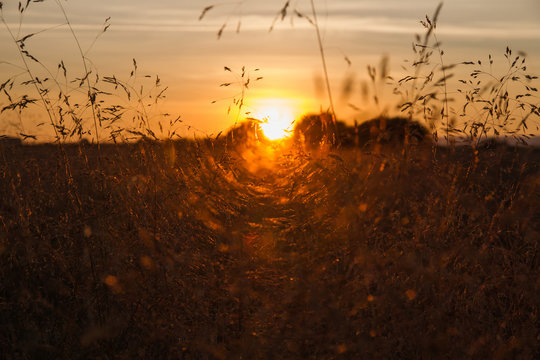 Puesta de Sol entre Hierbas Silvestres -  El sol poniendose al atardecer entre  un tunel de hierbas gramineas