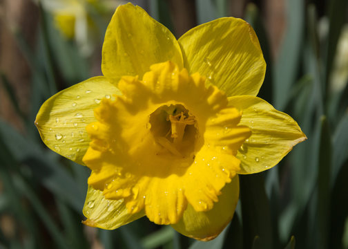 Detalle de Flor Narciso amarilla con gotas de agua despues de la lluvia dejando ver claramente los petalos de la corola y el interior con el pistilo, estigma y el estilo