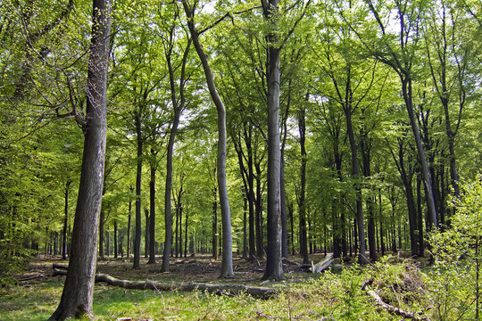 Fresh green forest in spring