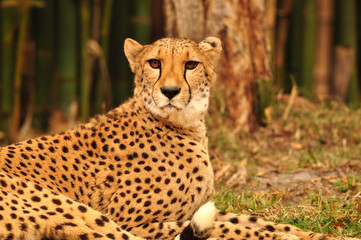 Spotted cheetah in a forest